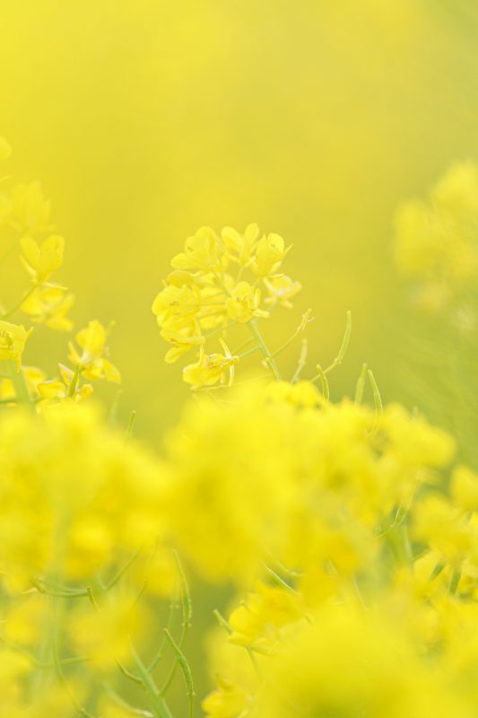 斎宮の菜の花畑の写真「幸せを呼ぶ菜の花」