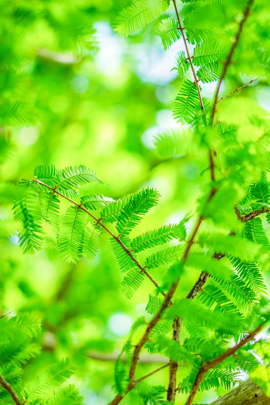 石垣池公園の写真「青葉」