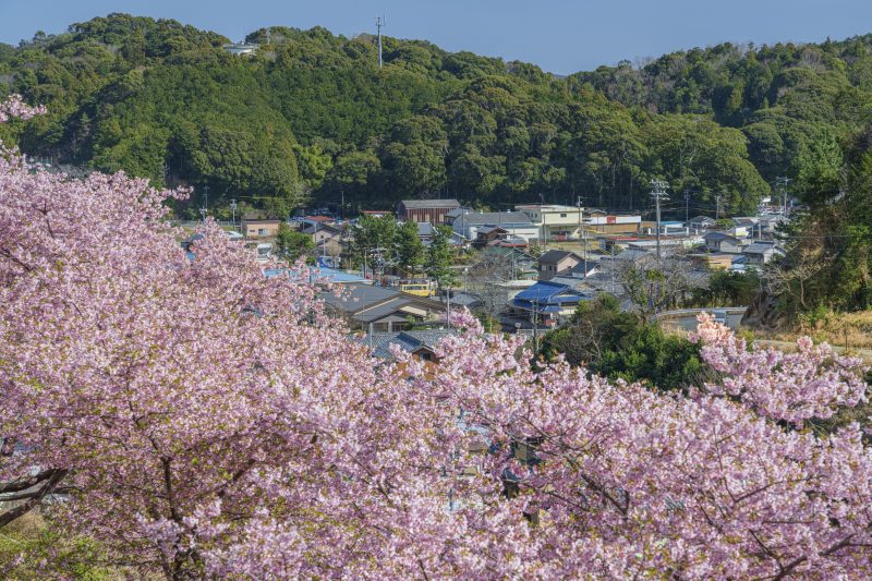 河村瑞賢公園の河津桜の写真「東宮の町並みと河津桜」