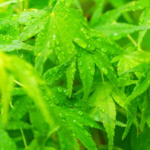 真手公園の写真「雨上がりの青葉」