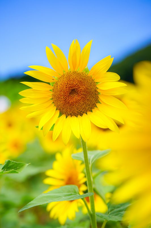 志摩市観光農園の写真「こんにちわ🌻 夏のひまわり」
