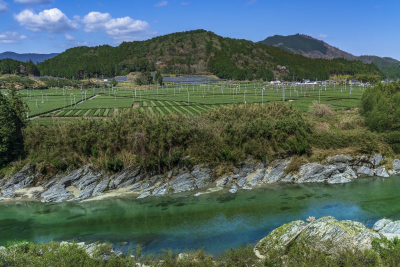 粥見の茶畑の写真「香肌峡と茶畑」
