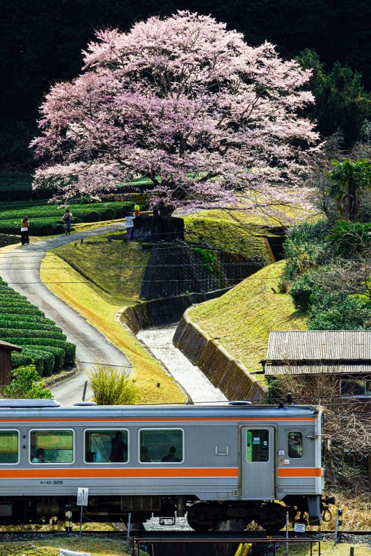 竹原の淡墨桜（薄墨桜）の写真「薄墨桜と名松線」