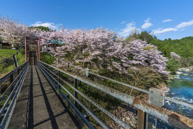 香肌峡の写真「奥香肌峡の春」