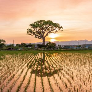 長太の大楠の写真