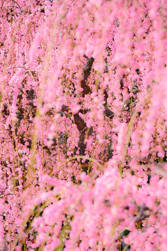 結城神社の梅苑の写真「しだれ梅のシャンデリア」