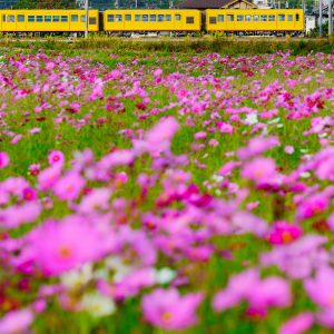 東員のコスモス畑の写真「コスモス畑のそばを走る三岐鉄道」