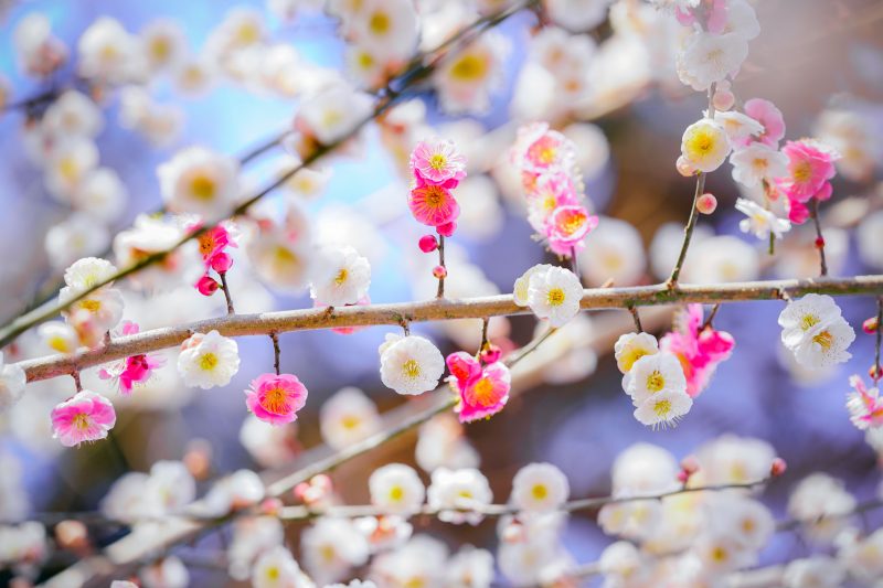 かざはやの里の写真「おもいのままに」