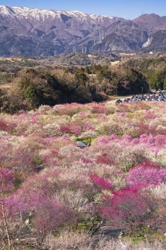 いなべ市農業公園（梅林公園）の写真「鈴鹿山脈と梅林」
