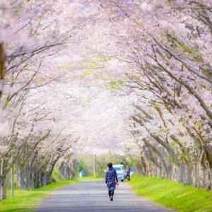 北神山花街道のフリー素材・壁紙