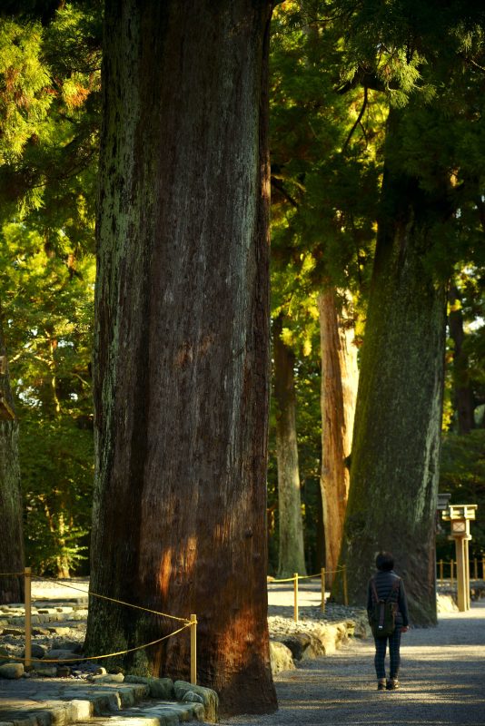 伊勢神宮の写真「外宮の大樹」