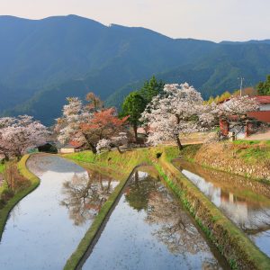 三多気の桜の写真