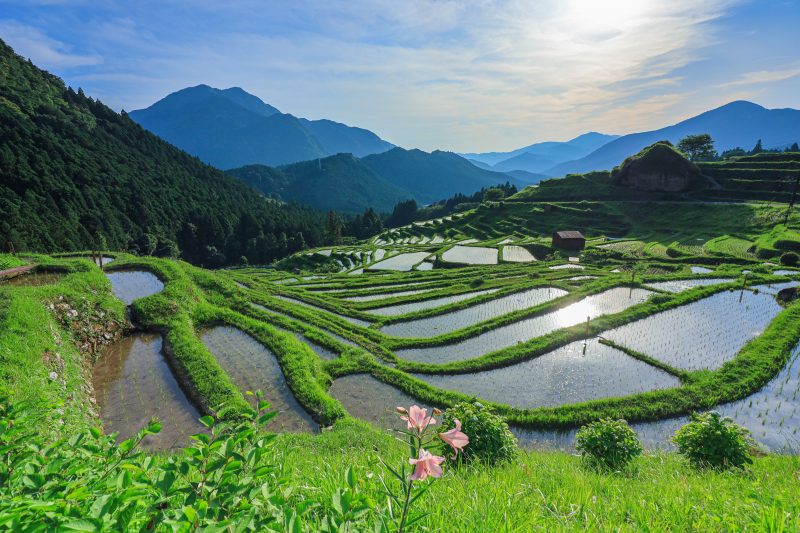 丸山千枚田の写真「ゆりの花と千枚田」