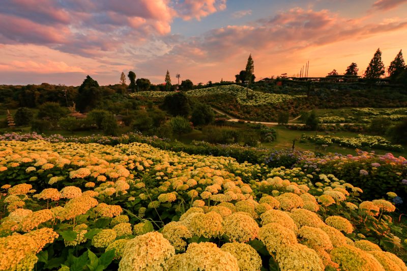 かざはやの里の写真「夕焼けに染まる紫陽花」