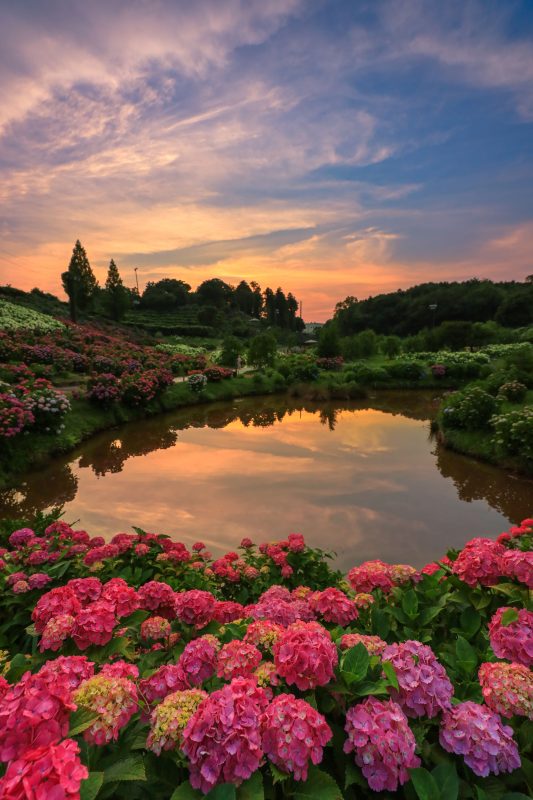 かざはやの里の写真「紫陽花ランド」