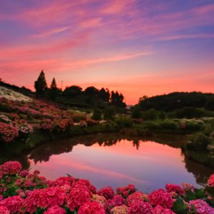 かざはやの里の写真「茜色の空と紫陽花」