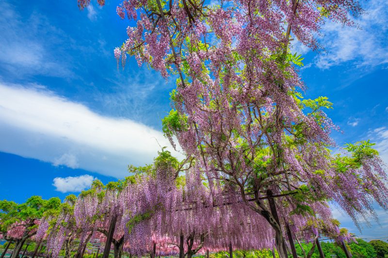 かざはやの里の写真「天まで登る藤」