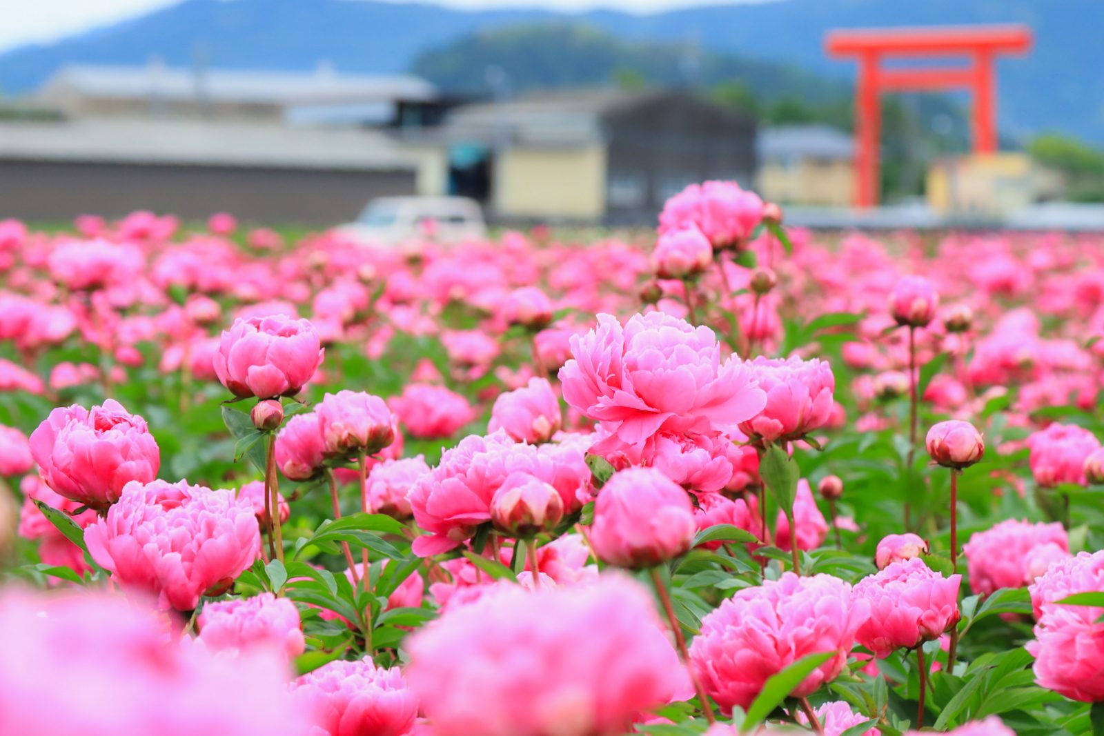 鈴鹿シャクヤクまつりが5/11〜12に開催予定 ✨約20万本のシャクヤクを見に行こう 🌺
