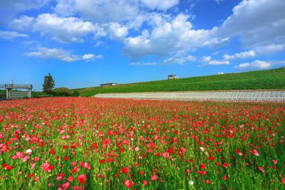津市木造町のポピー畑の観光情報と写真一覧