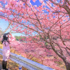 河村瑞賢公園の河津桜のフリー写真素材