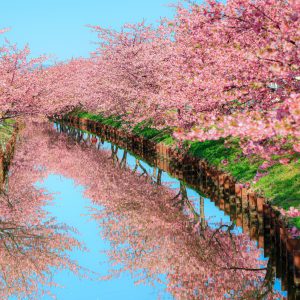笠松河津桜ロードの写真