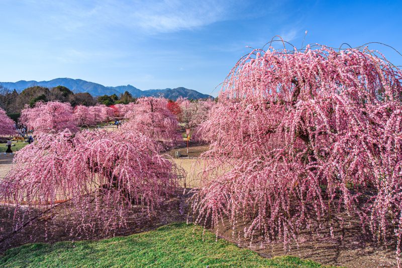 鈴鹿の森庭園の写真「見晴台からの眺め」