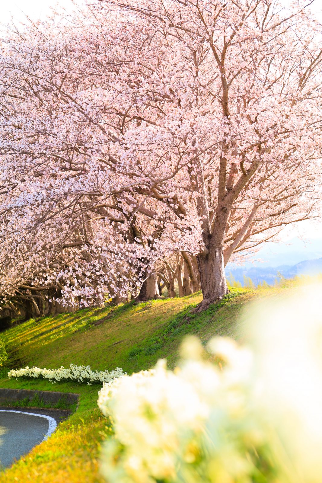 中村川桜づつみ公園の写真「春爛漫」