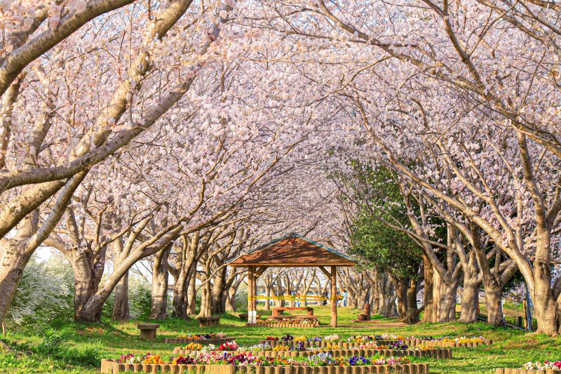 中村川桜づつみ公園の写真「桜並木の公園」