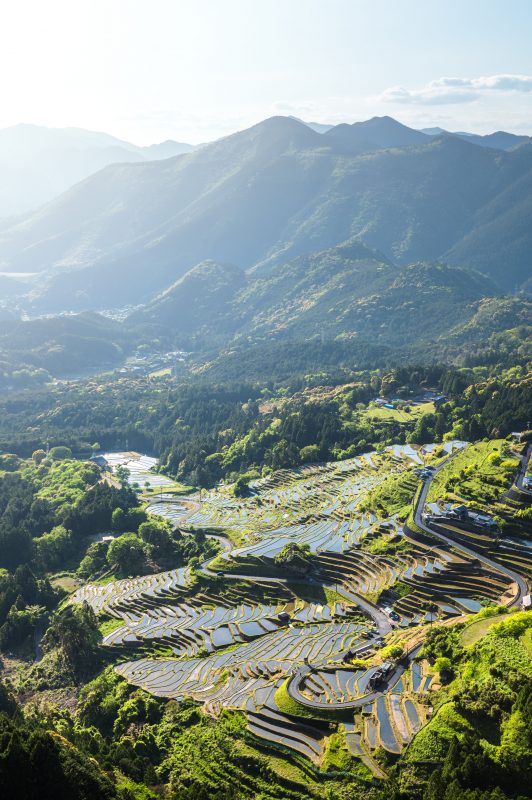 丸山千枚田の写真「新緑の千枚田」