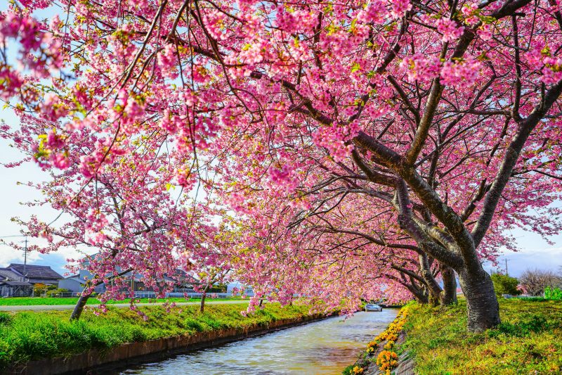 笠松河津桜ロードの写真「河津桜の幹」