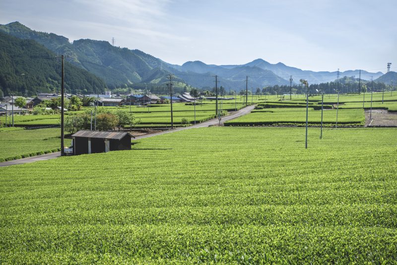 粥見の茶畑の写真「飯南の茶畑」