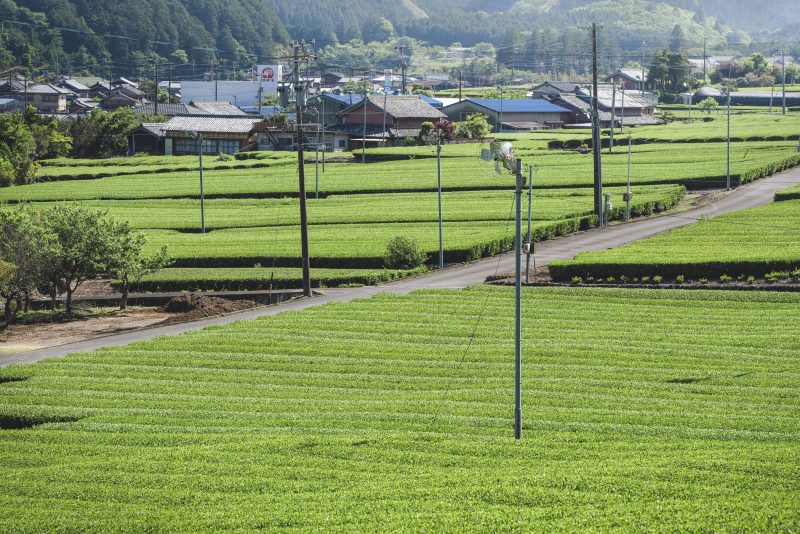粥見の茶畑の写真「飯南の茶畑２」